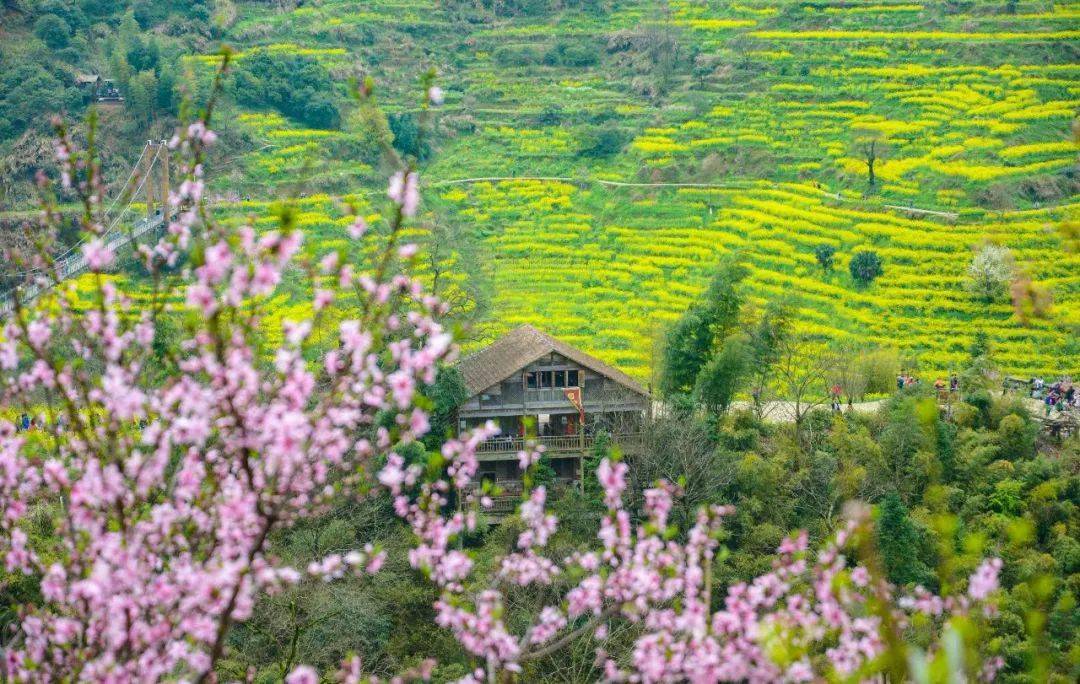 婺源篁岭的地势得天独厚,每年二月底,山下平原花海
