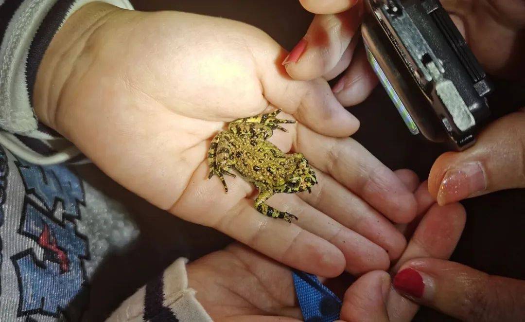 蝴蝶居然喜欢吃屎?没想到这么重口味!