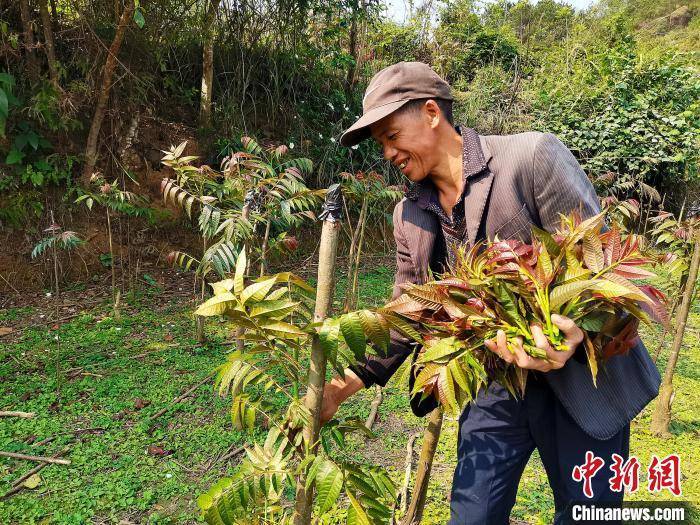 露天香椿种植技术图片