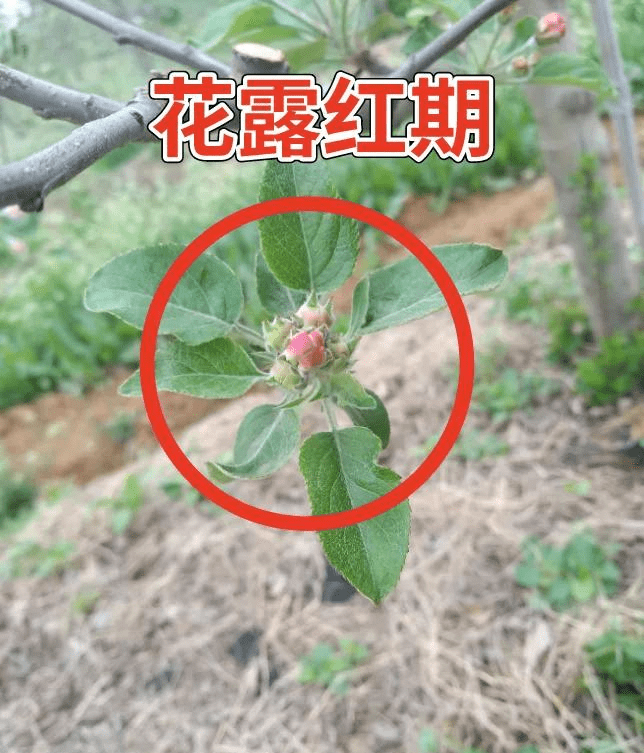 果树花露红期用药技术全解_剂型_防治_干枝
