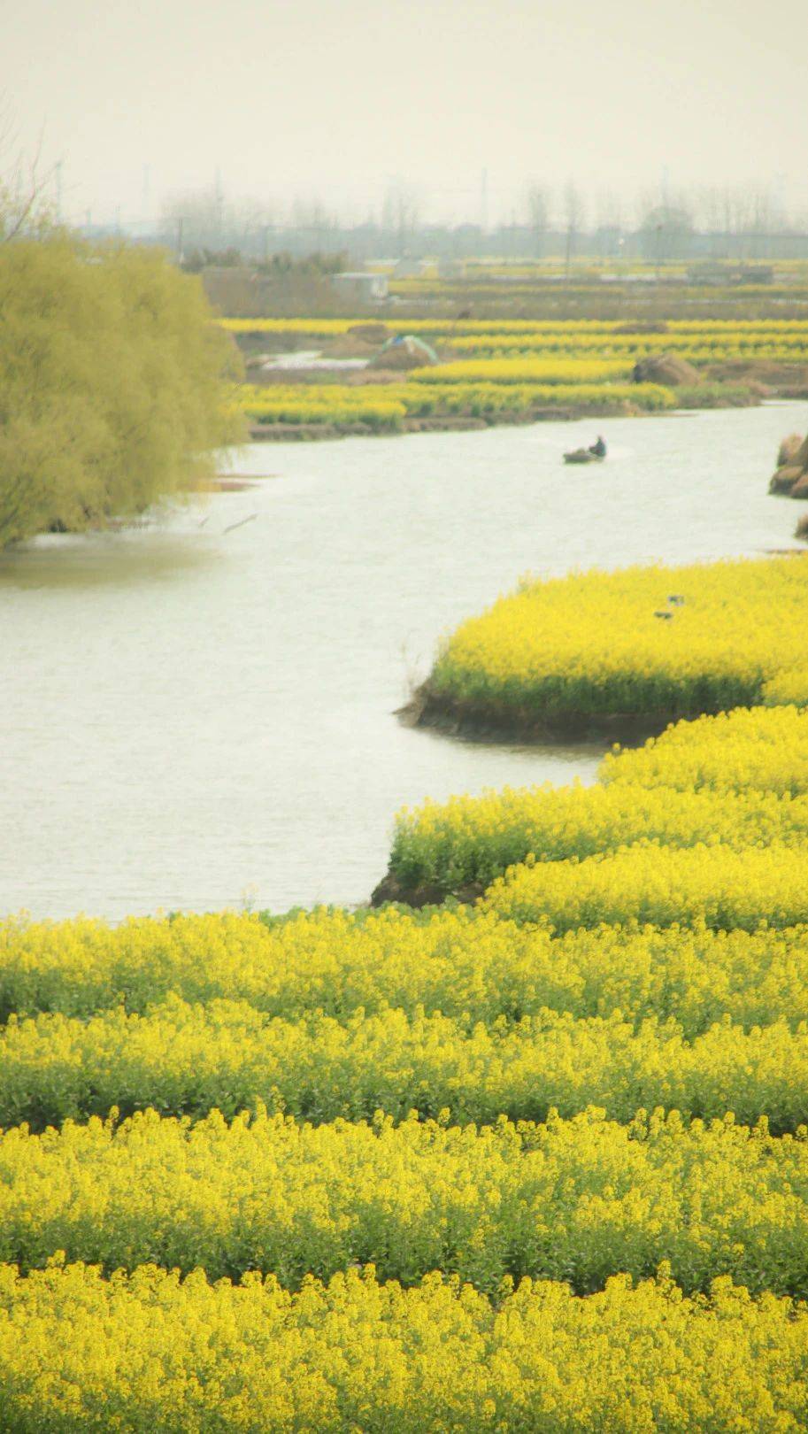 体荟四季正是江南踏春时这五条油菜花赏花路线一起享受春天