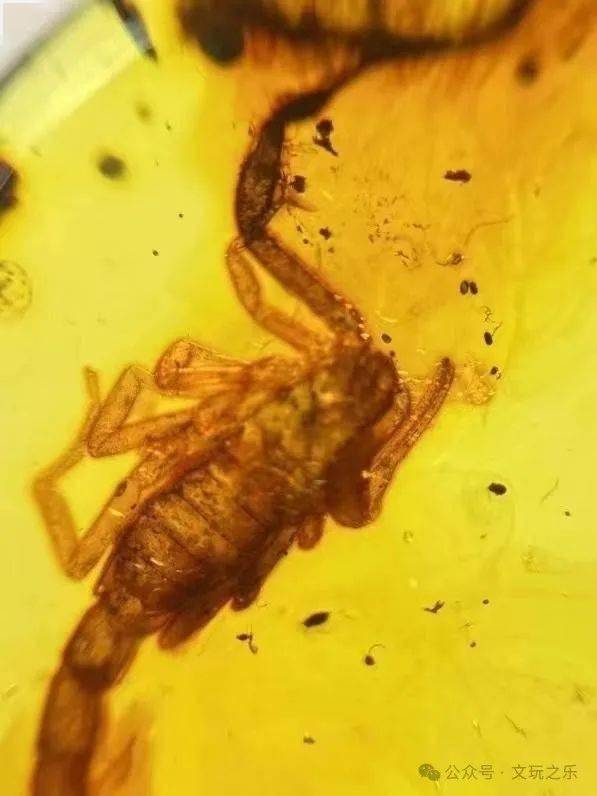 高价买三个虫珀很多网友都说是假的还拿于谦的长颈鹿对比