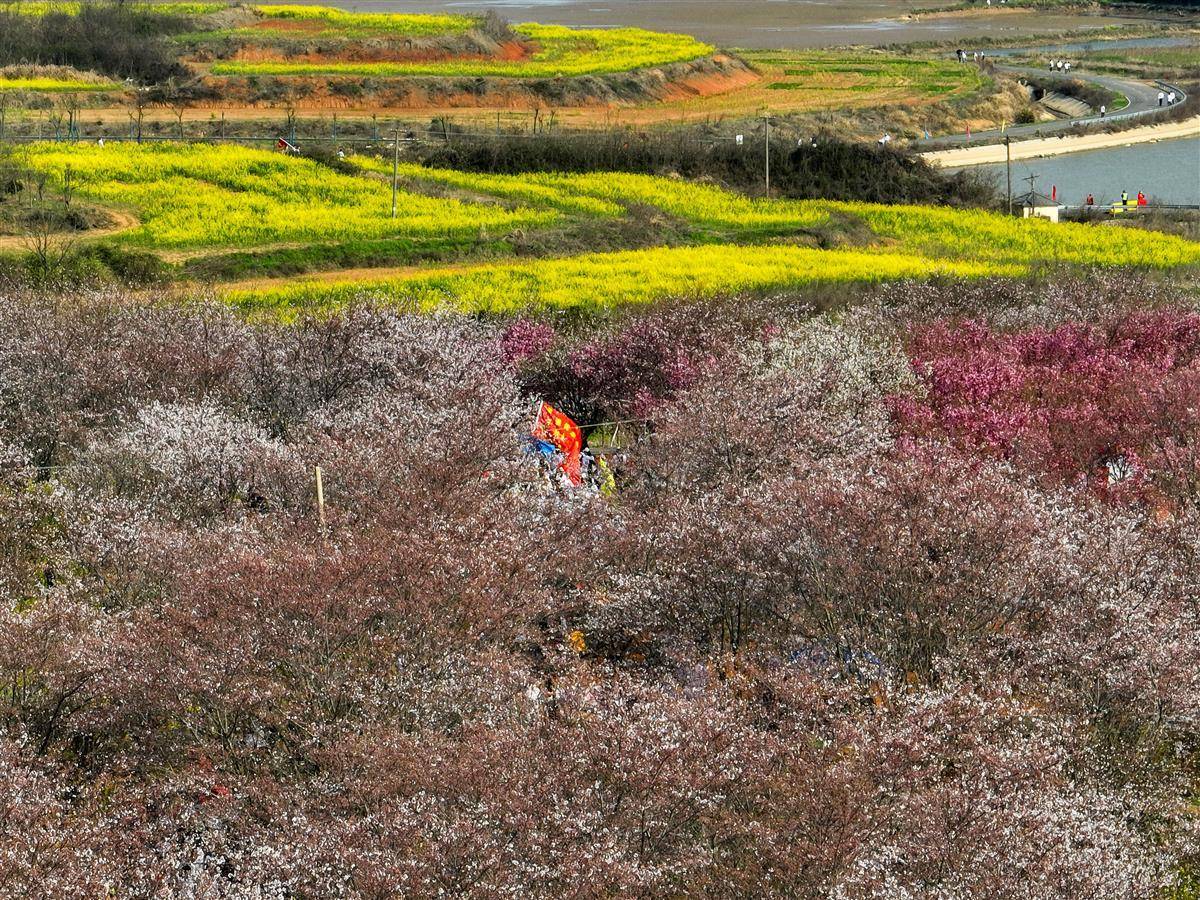 一年好景君须记最是江夏安山樱花烂漫时