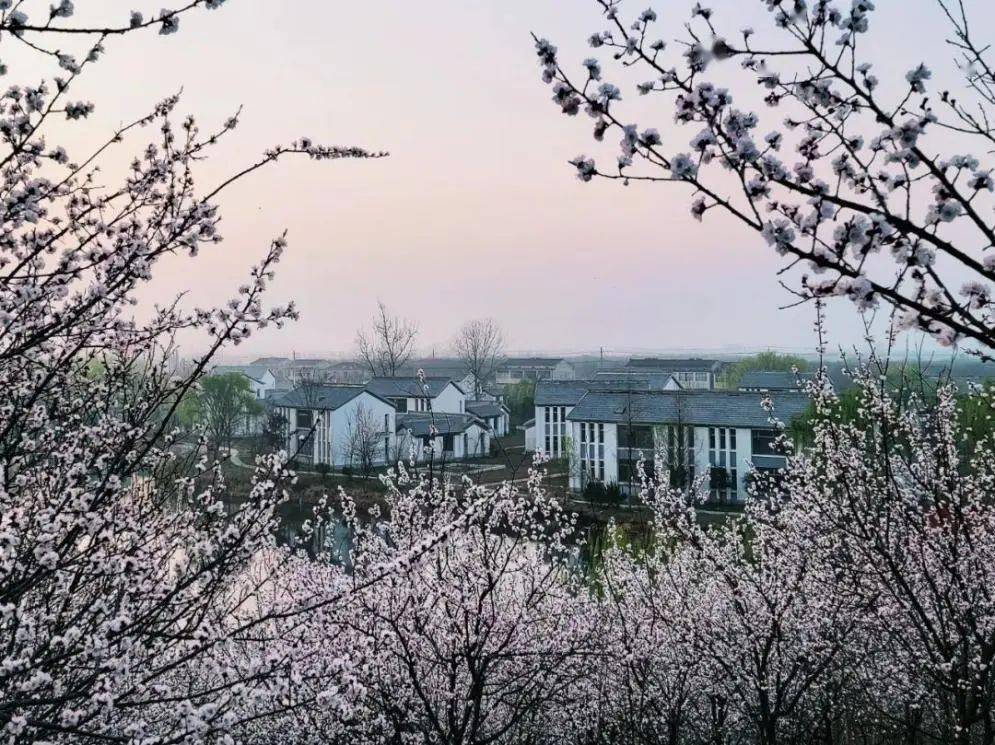 三月,邂逅泗阳『杏花村』