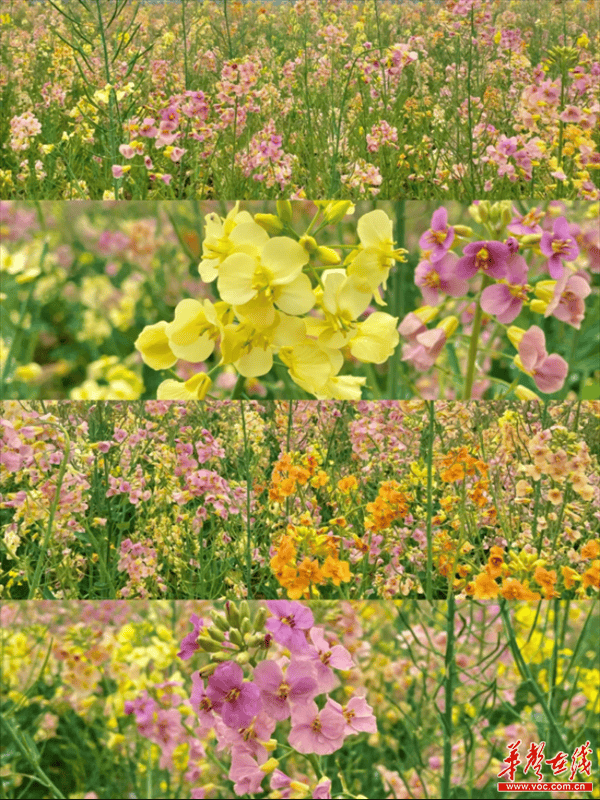湖南这些春日赏花宝藏地你都打卡了吗_樱花_油菜花_景区