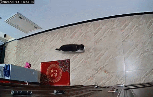 猫撒个娇变流浪猫骚半天没人看猫盲都盲点好啊