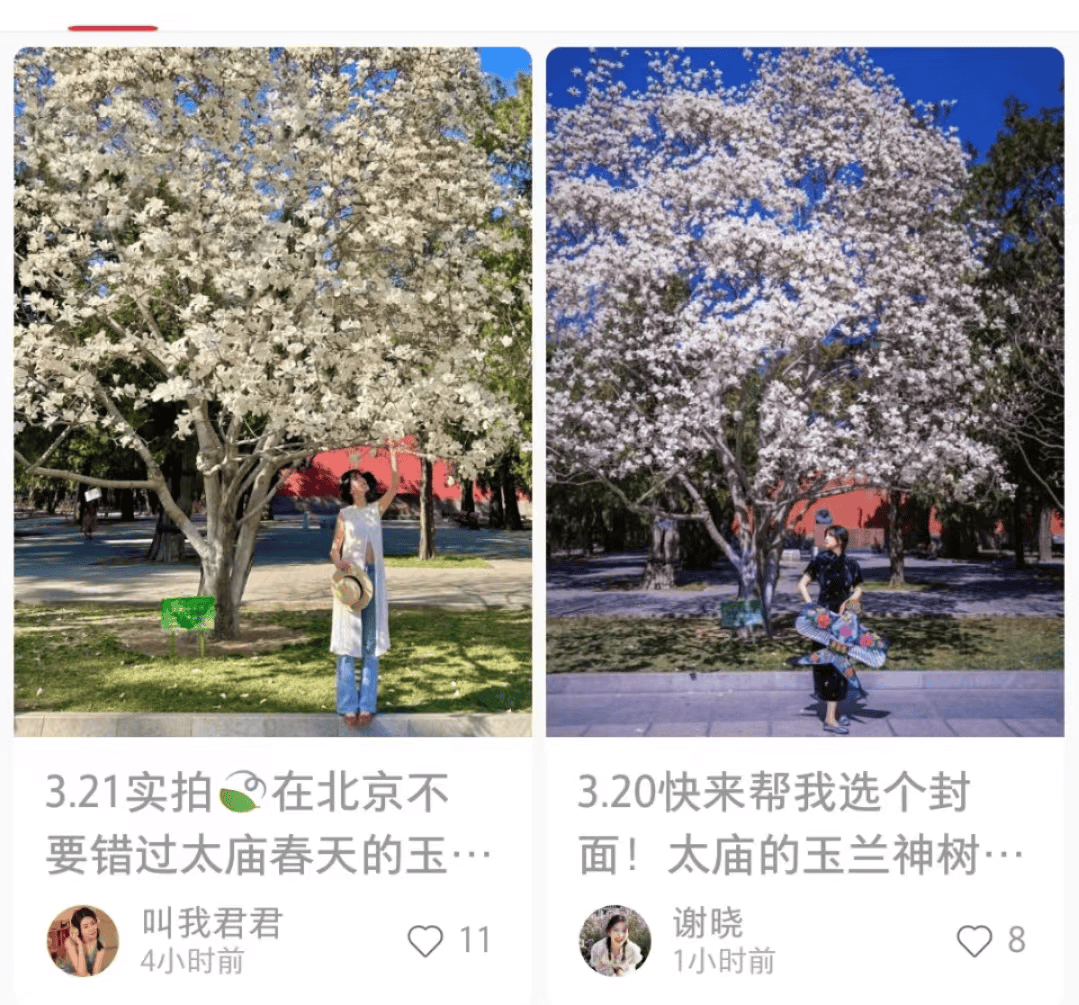 北京第一波玉兰开了花开满枝头周末走起