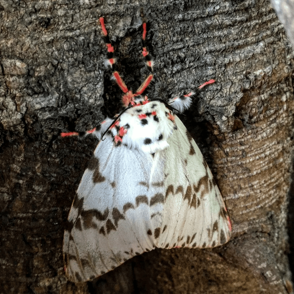 清代少年写草虫栩栩如生