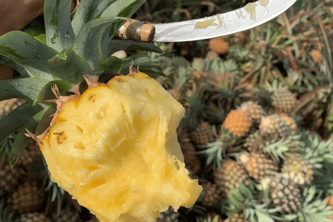 薄皮少刺正宗海南金钻凤梨199箱超甜不涩口无需挖孔浸盐水再也不想吃