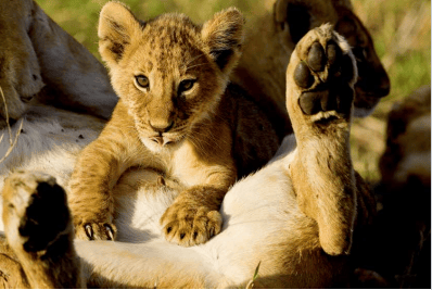 知识与审美的双重盛宴这套出版了10年的经典有娃的家庭买它