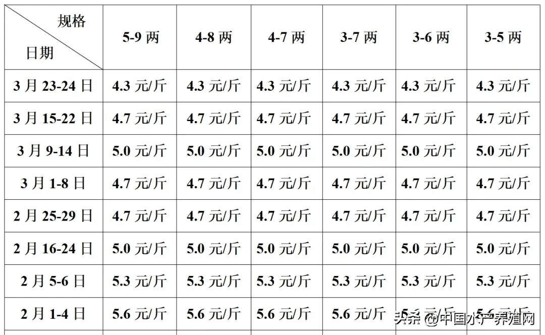 黑鱼鳜鱼鲈鱼鮰鱼牛蛙也跌了