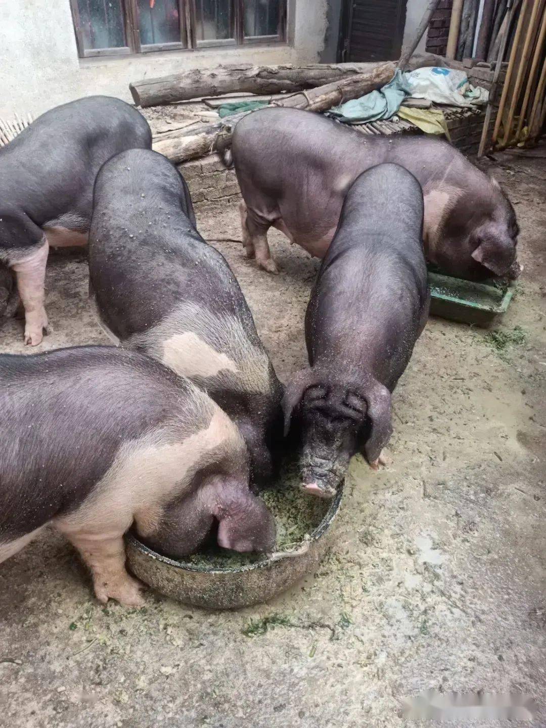 为什么说全部采用纯牧草批量化养猪是不能成功的?牧草喂猪的科学配方