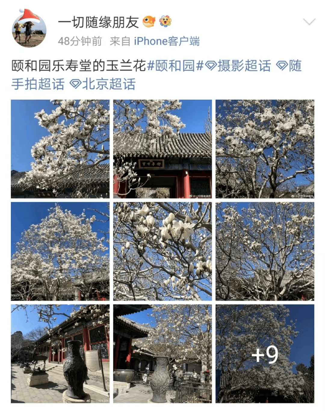北京第一波玉兰开了花开满枝头周末走起
