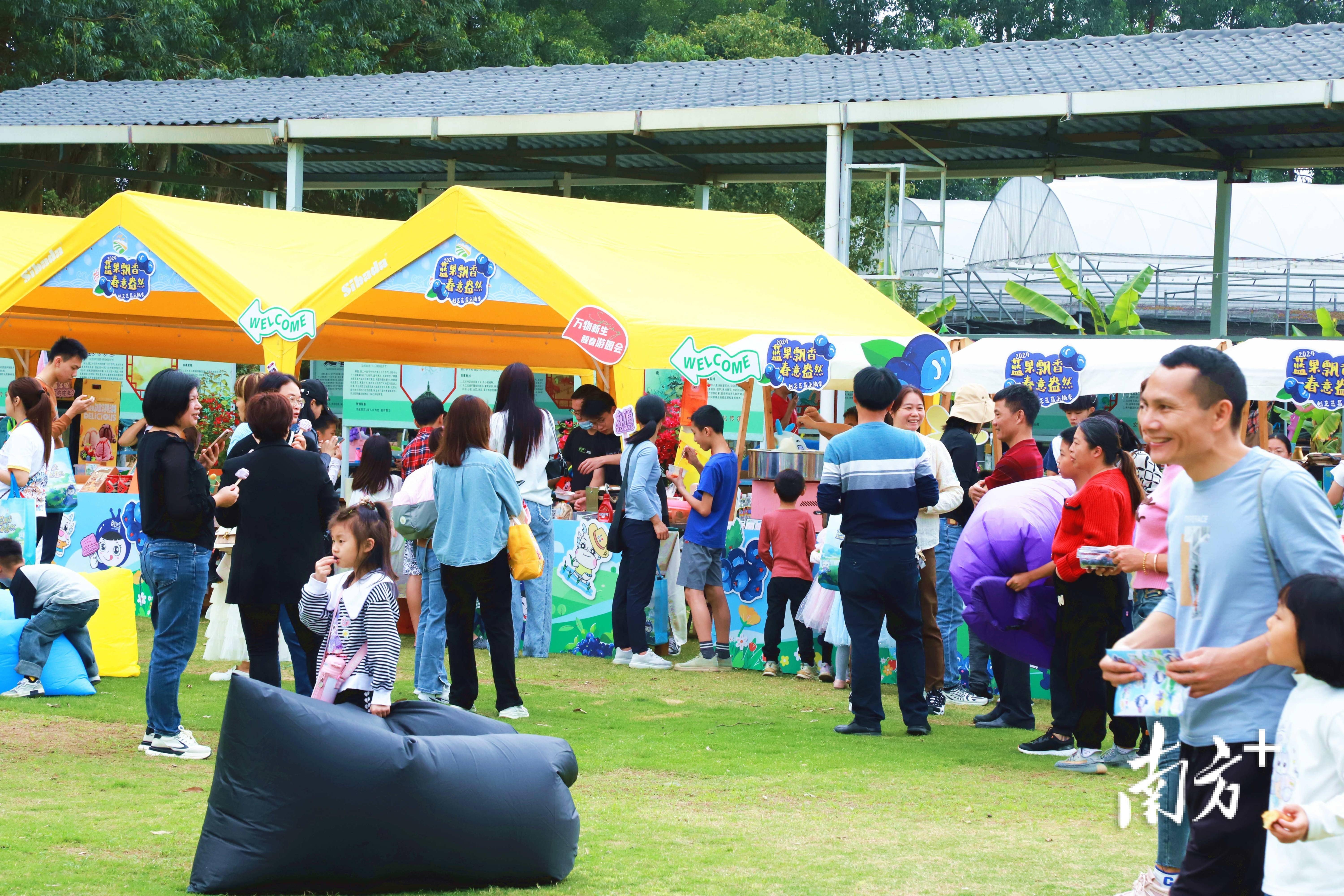 多图|麻涌蓝莓采摘季启动,"莓"好时光等你来_活动_旅游_创艺