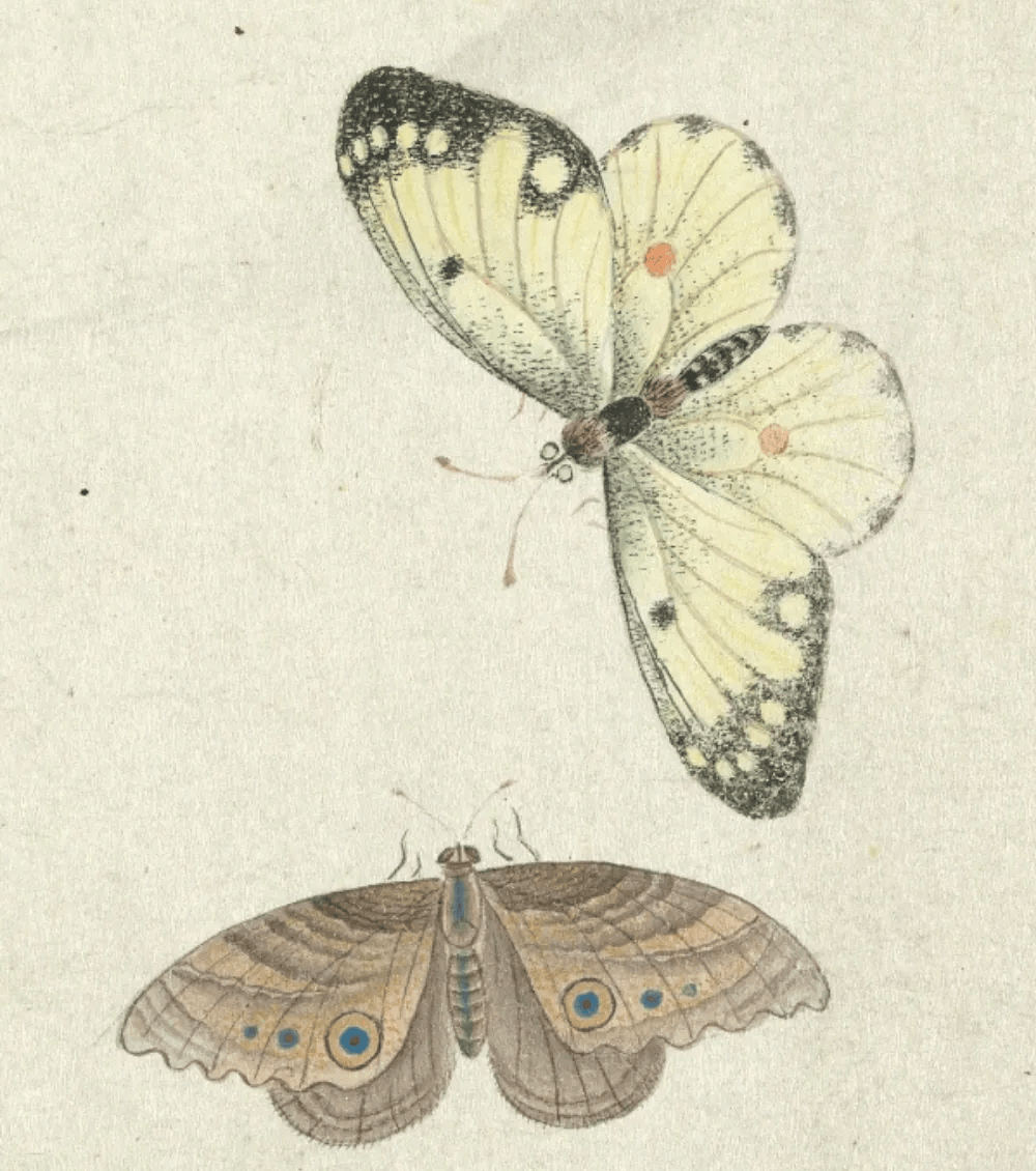 此图中的三只蝴蝶,从翅型,尾突,翅脉与色泽等特征判断,推测左上为凤蝶