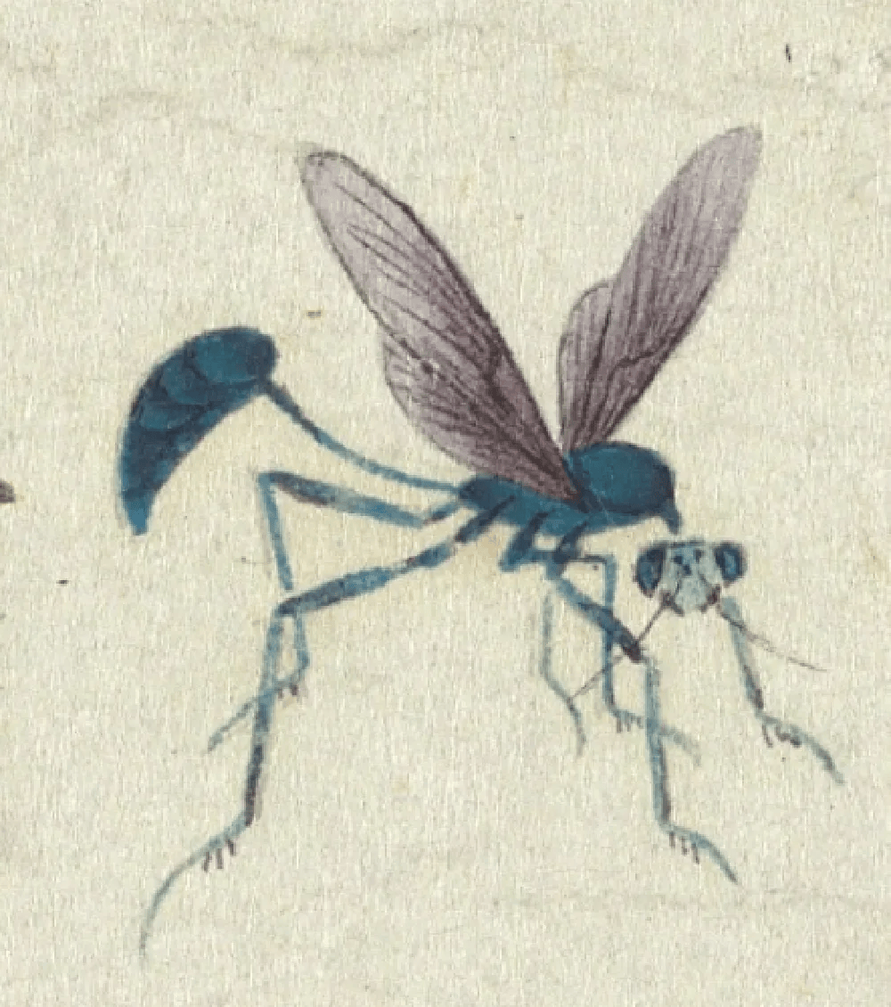 清 朱汝琳 《画草虫》(局部) 台北故宫博物院藏依据画中蜂的腹部有一