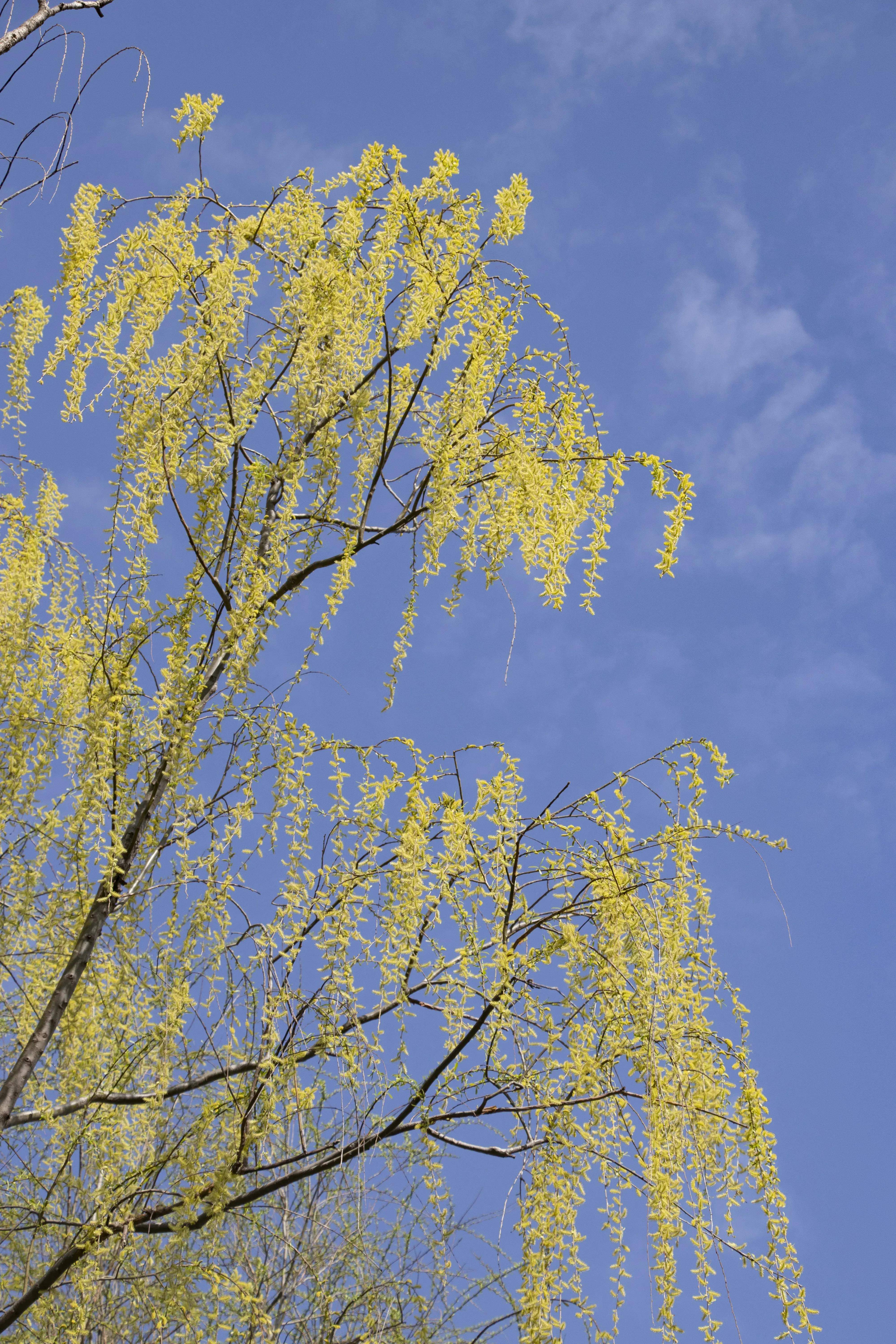 春风吹绿虞河柳