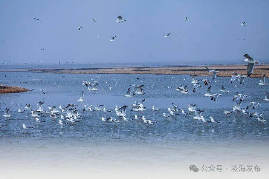 惊喜凌海凌水暖百鸟闹春归