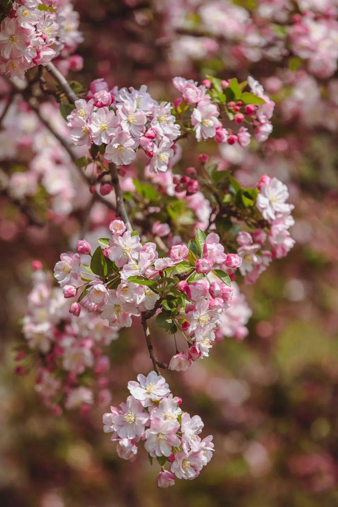 花情预报|阳春来瘦西湖见海棠,嫣然一笑自留春
