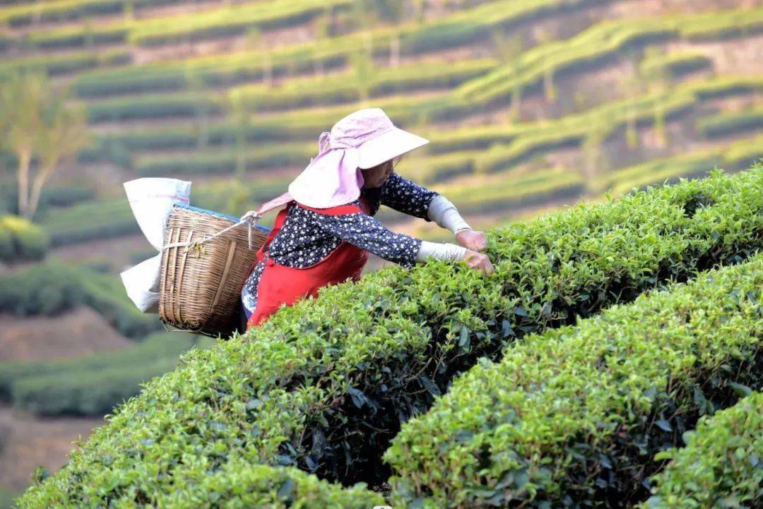 有一种叫云南的生活丨温度临沧三月茶山春色满
