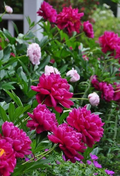 中国十大名花欣赏美极了