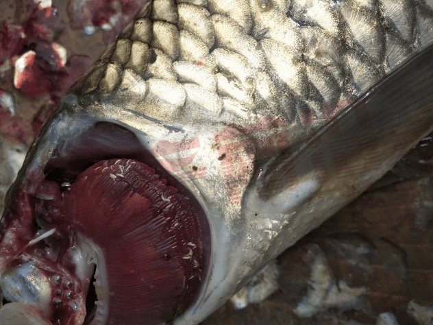 鳊鱼,鲤鱼,异育银鲫,黄金鲫,斑点叉尾鮰,黄颡鱼)开展了体检,中华蚤,锚