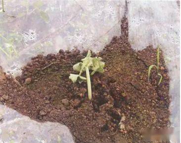 西瓜幼苗受冻后表现为受冻新叶发白;移栽苗受冻叶片叶缘卷曲,焦枯,似