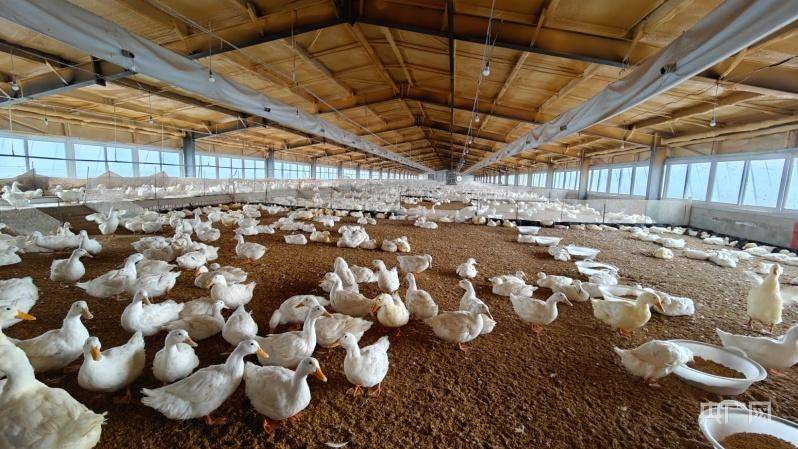 园区化发展畜牧业 为乡村振兴添动能_养殖_加工_托里