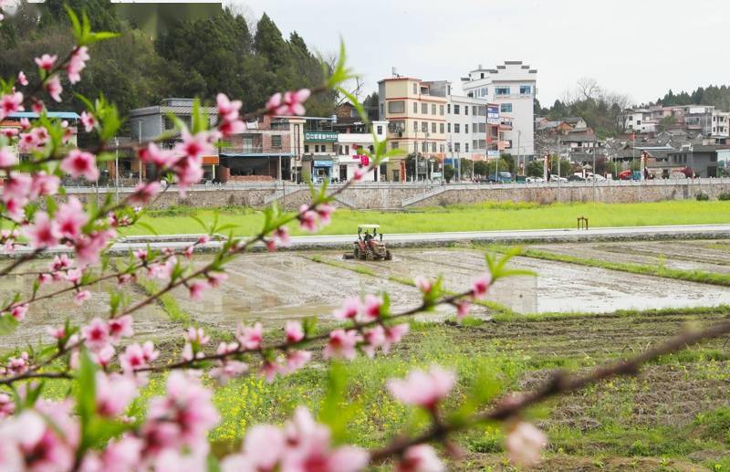 新田:春花香 耕田忙(组图)_新田县_刘贵雄_蒋文慧