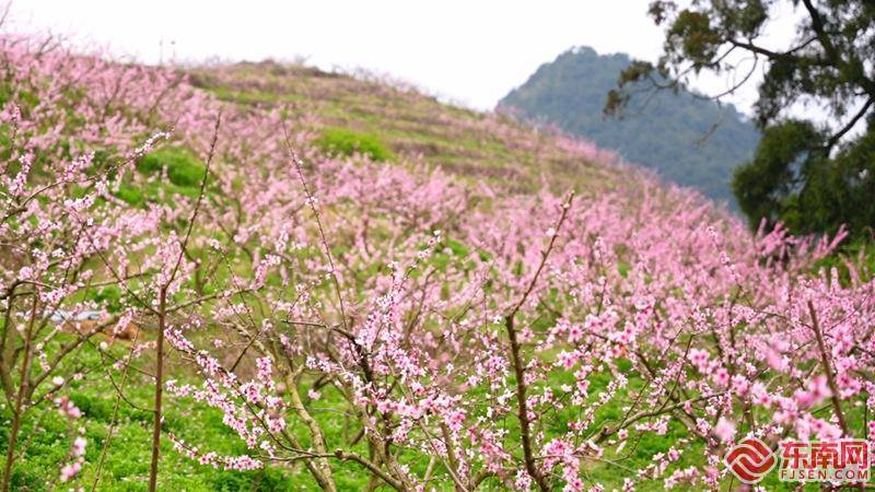 福见永泰桃醉葛岭永泰葛岭桃花节启幕