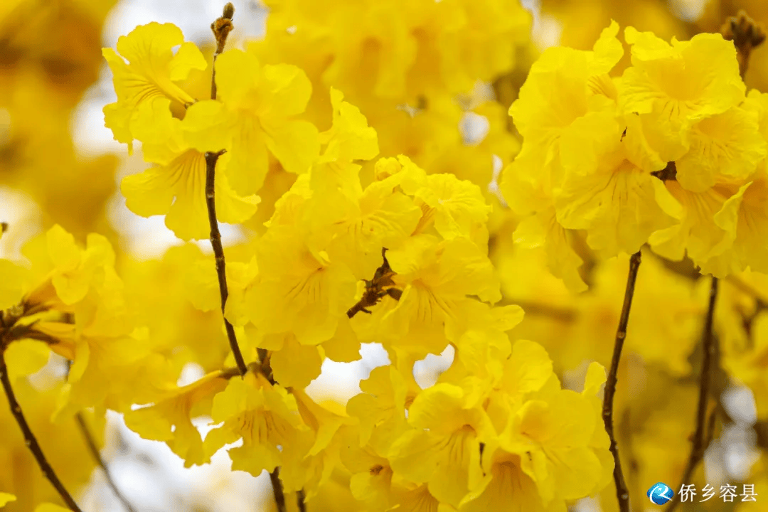 高要黄花风铃图片