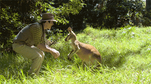 线上展览丨澳大利亚的珍稀动物_动植物_文化_袋鼠