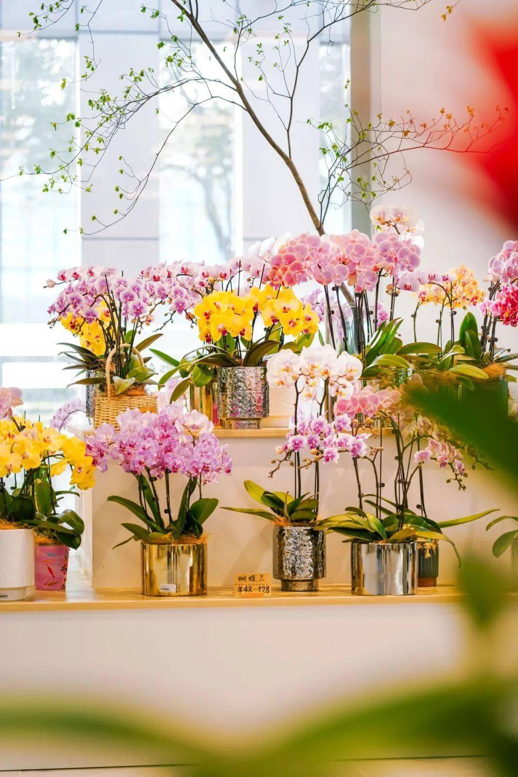 郁金香花展漫游指南来鲜花港与春天不期而郁