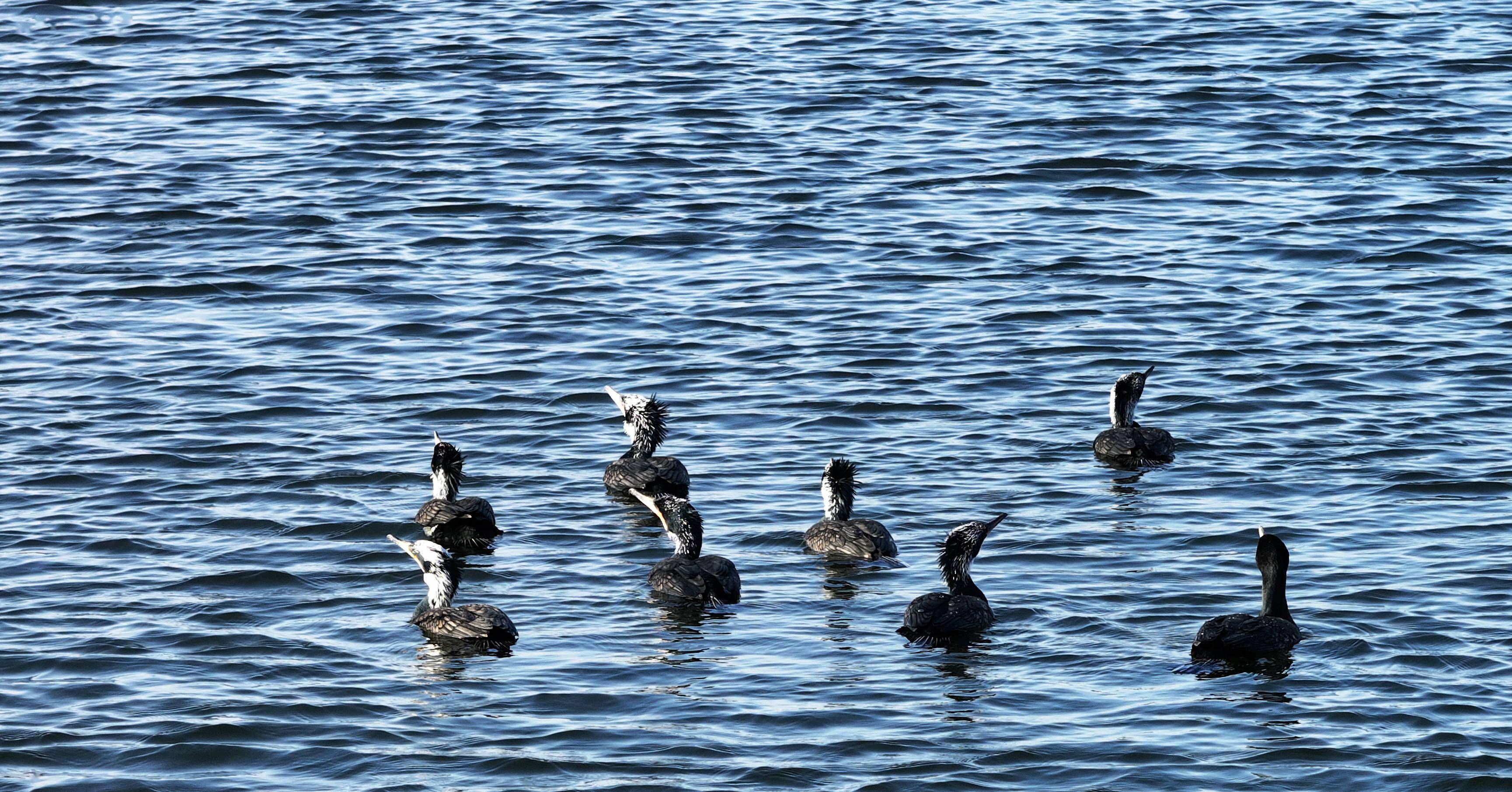百只鸬鹚现身松花江