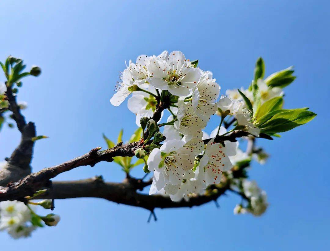 春到嘉州千亩李花俏枝头田园美景促增收