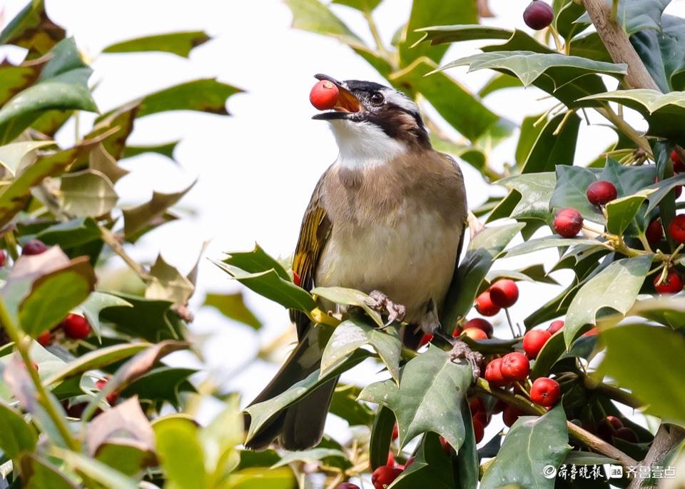 趵突泉公园树上的小红果成了白耳鹎鸟的美食