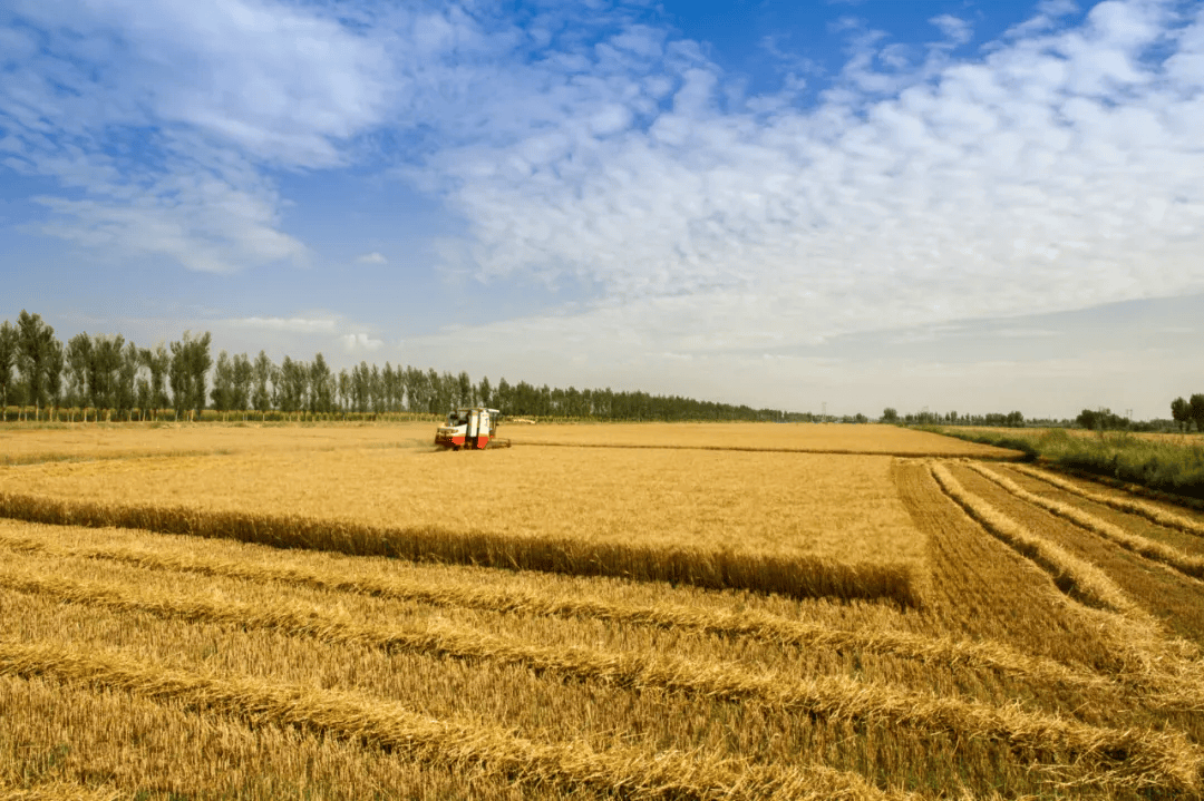 预约专属麦田,与河套结一"面"之缘