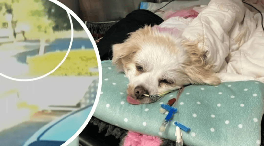 珀斯恶犬扑人咬死宠物狗这个社区的居民注意