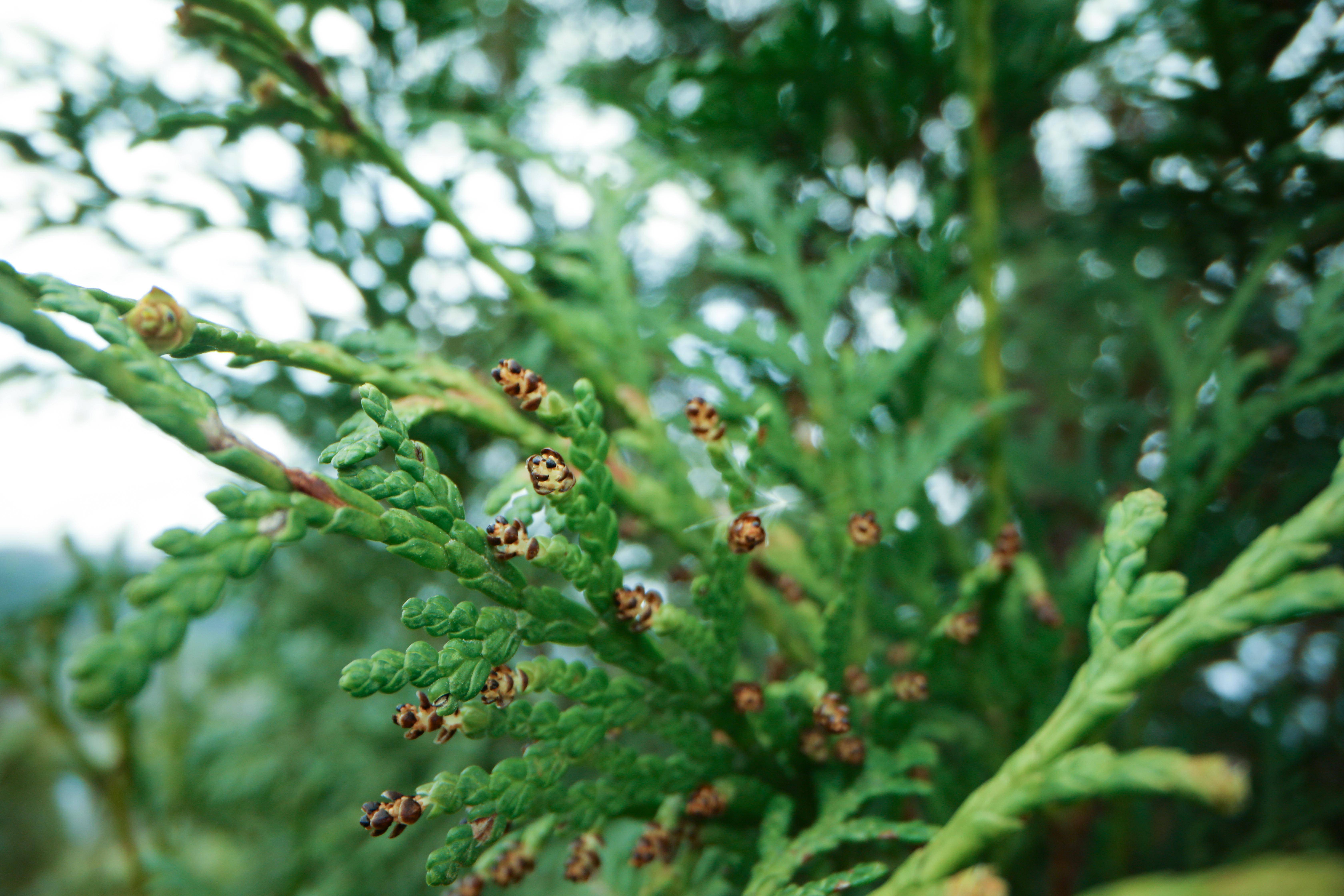 组图|"植物大熊猫"崖柏的重生路