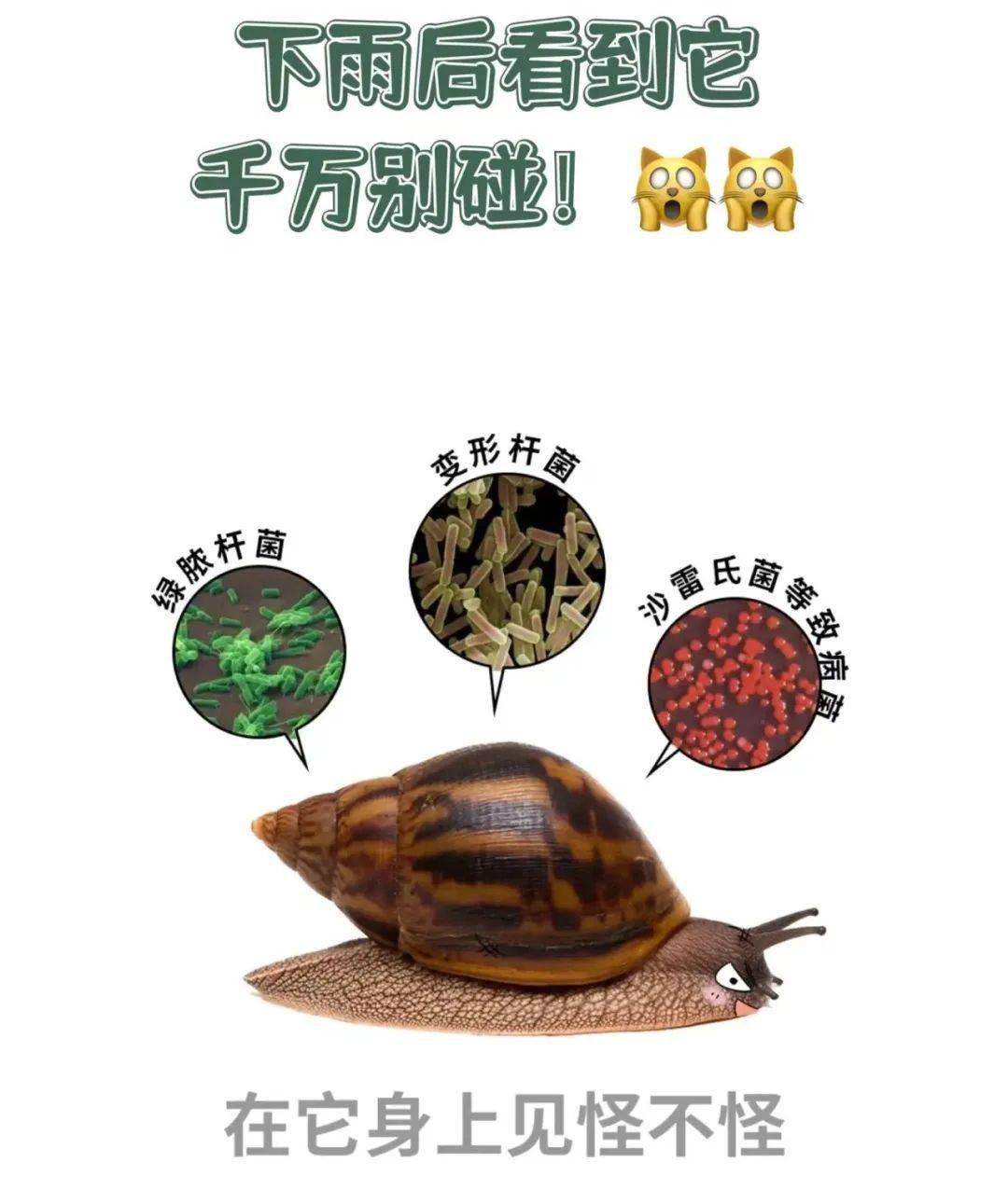 动物:陆龟,蜥蜴,暹罗鳄,玉米锦蛇等;大型哺乳动物:雪狐,赤狐,雪貂等