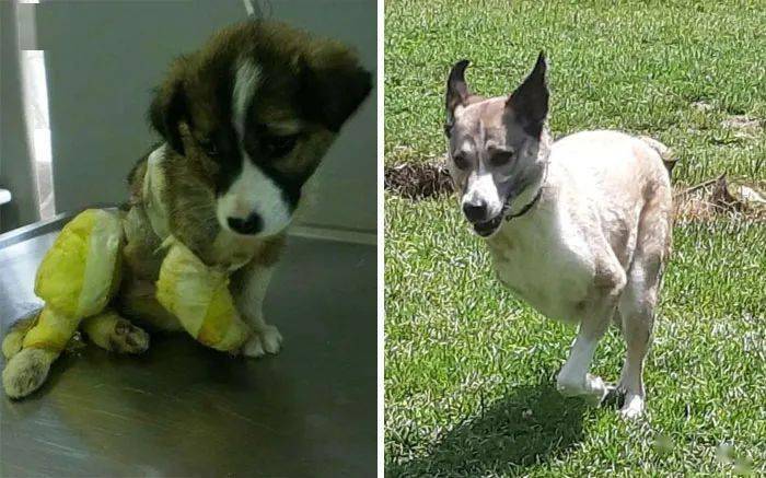 领养了一只又丑又拽的哈士奇，两年后网友惊呆：这狗是仙女吧！