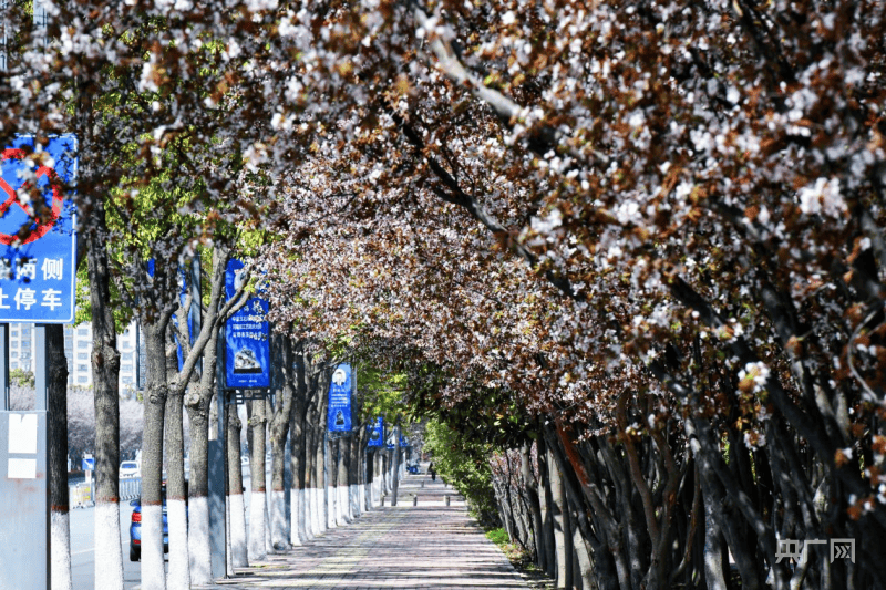 南阳市镇平县:春意盎然 繁花似锦