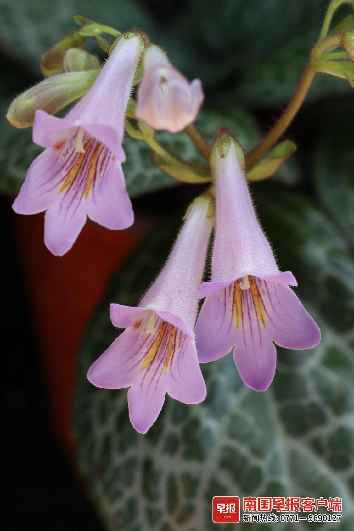 国内首批广西自主选育的3个报春苣苔获植物新品种权证书