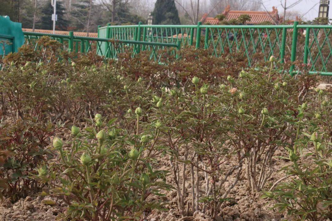 高级农艺师赵信勇表示,预计清明节前后将进入最佳观赏期.