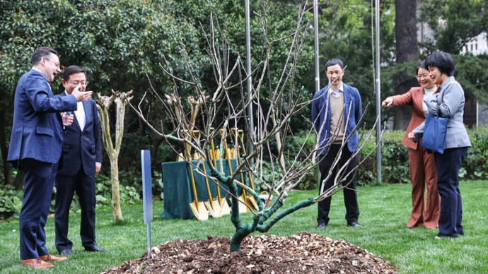 英国国家级文物,上海园艺师嫁接成活的"牛顿苹果树"落户上海科学会堂