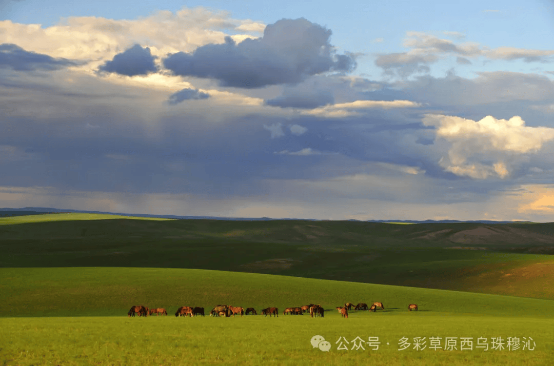 西乌珠穆沁草原图片