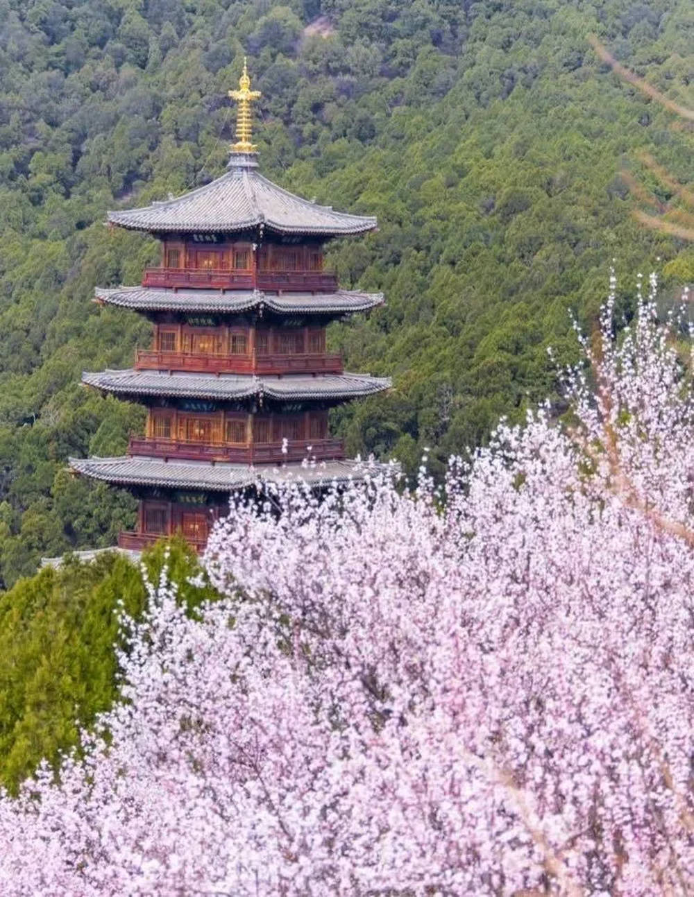 山西太原晋源最佳赏花地确定公交直达一日往返定