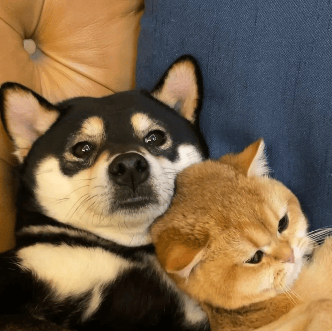 头像丨超级有意思的微信头像来啦