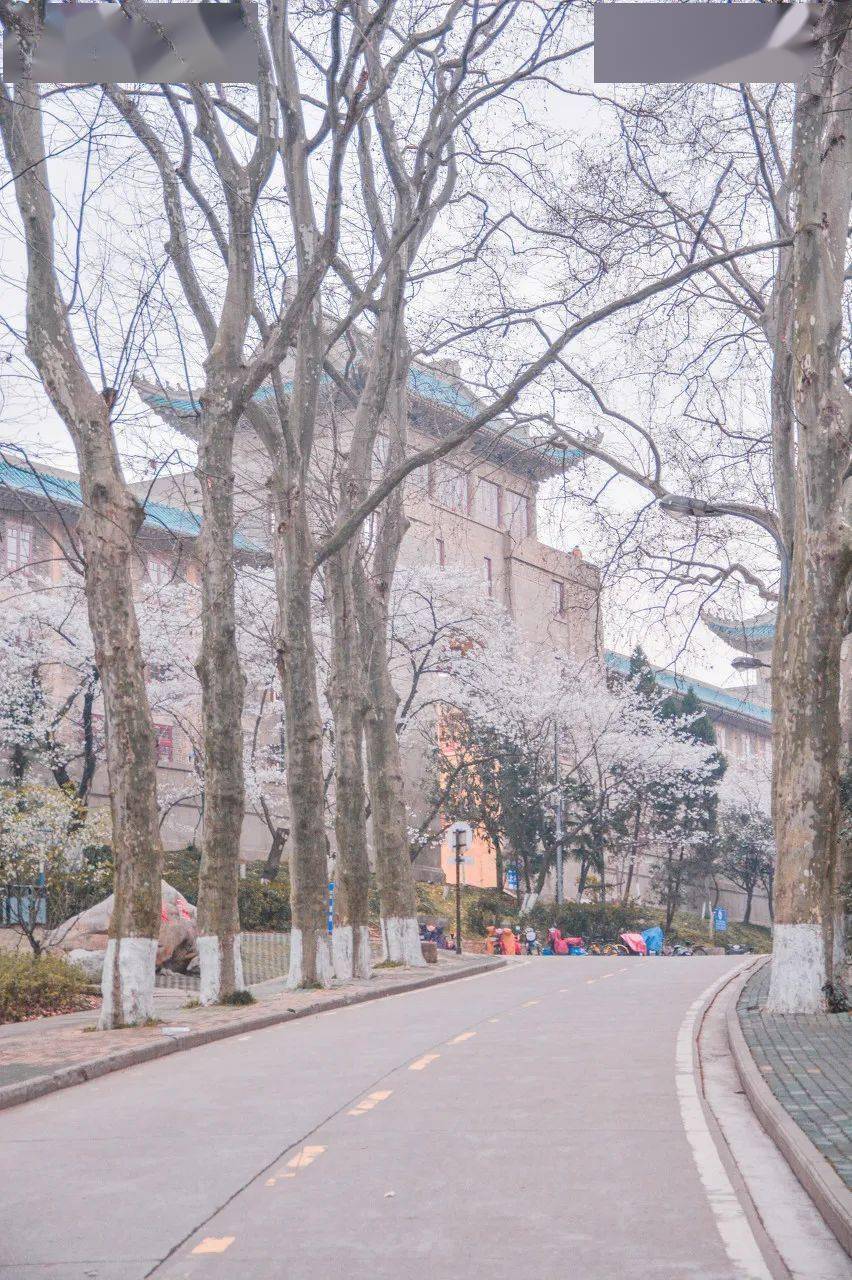 赏花的人还未归来,武汉大学,08图虫:yuckojo愿春暖花开退疫情.