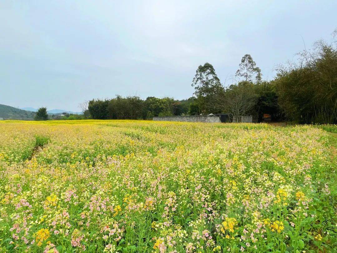 曲江这个地方五彩油菜花盛开有这张卡不仅免门票来还送天然果蔬太划算
